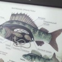 JetBook Color, a Closer Look (Videos) Jetbook Color Screenshot